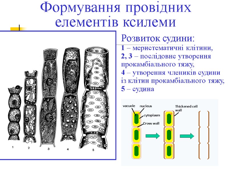Формування провідних елементів ксилеми Розвиток судини: 1 – меристематичні клітини, 2, 3 – послідовне